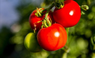 研究发现西红柿可以储存维生素D的前体分子